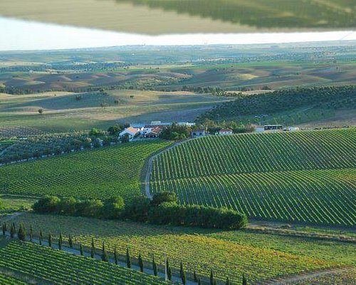 paisagem das vinhas de vidigueira