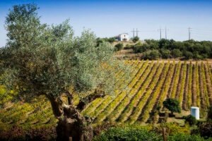 Read more about the article Alentejo: Rota do Vinho em 3 Dias: História, Provas e Sabor!